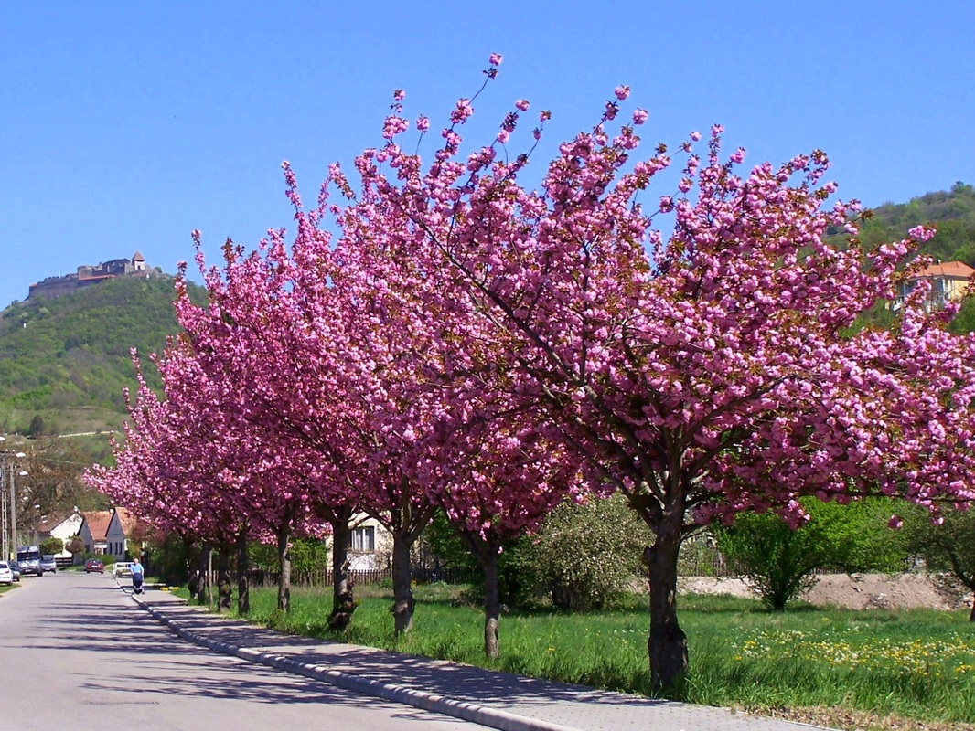 Picture
